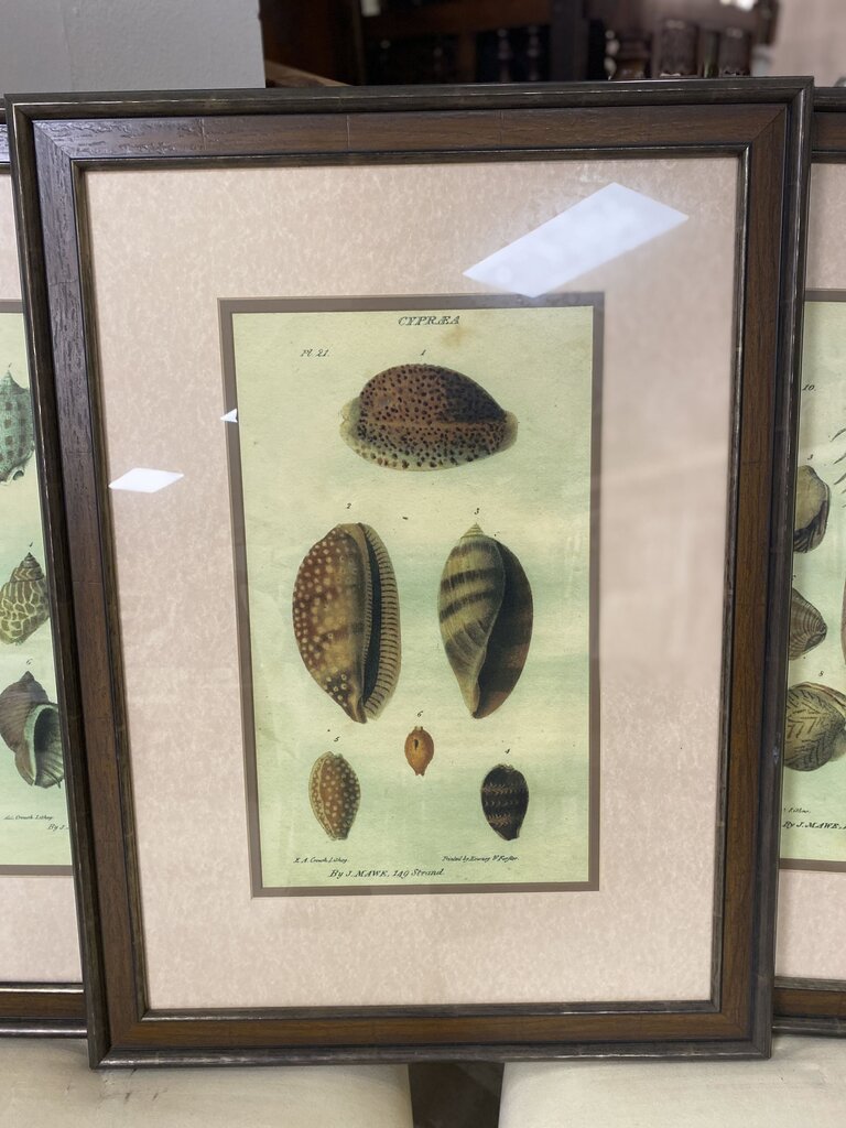 SEA SHELLS HOME