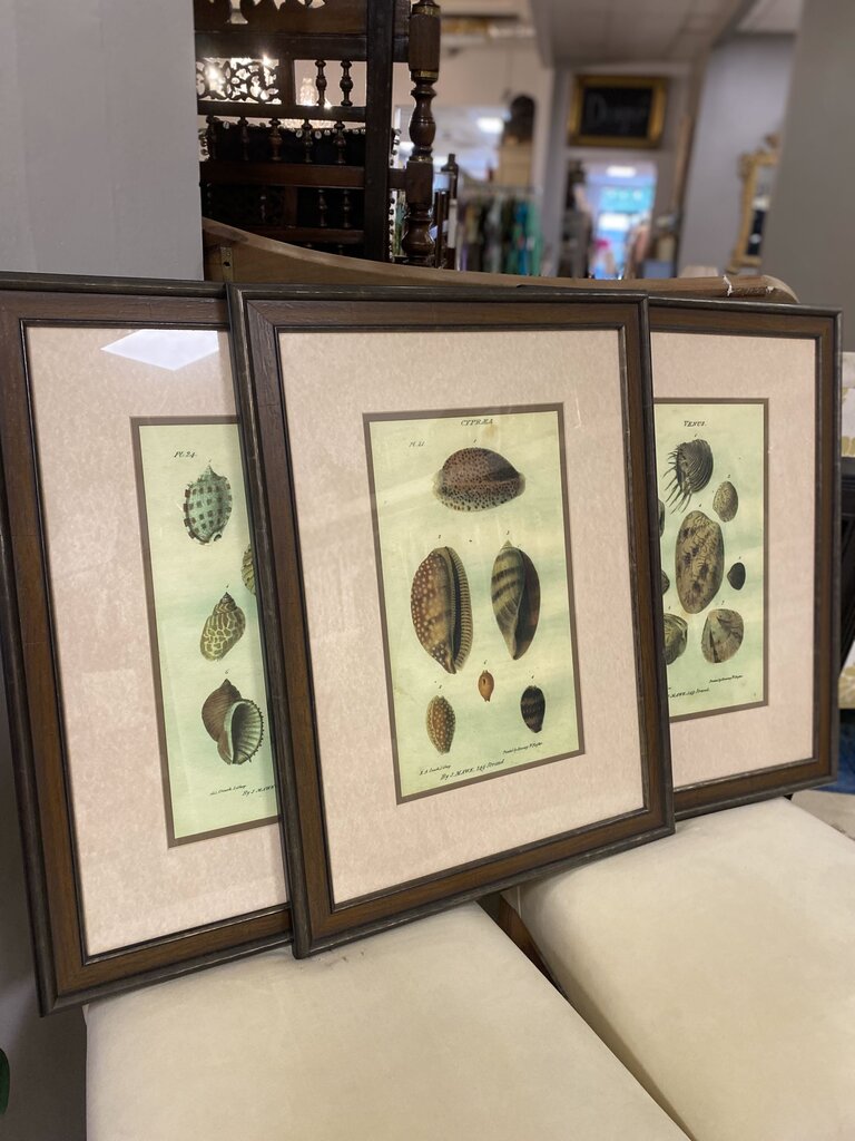 SEA SHELLS HOME